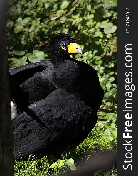 The black curassow in the grassland.