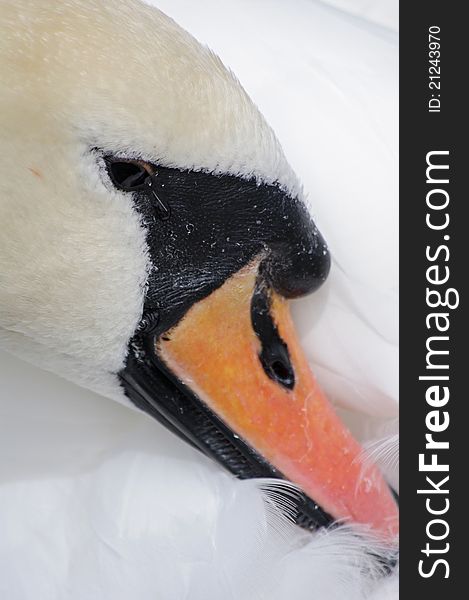 Swan portrait looking at the camera