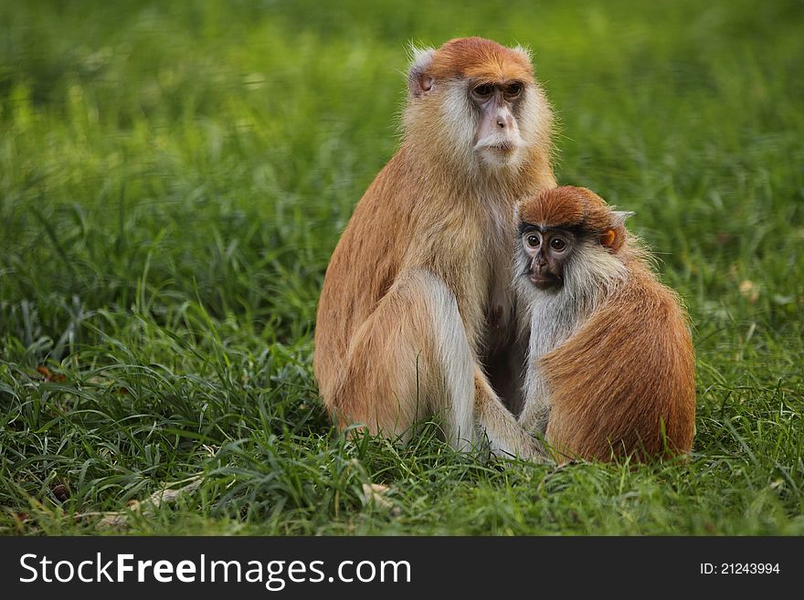 The adult patas monkey with its juvenile sitting in the grassland.