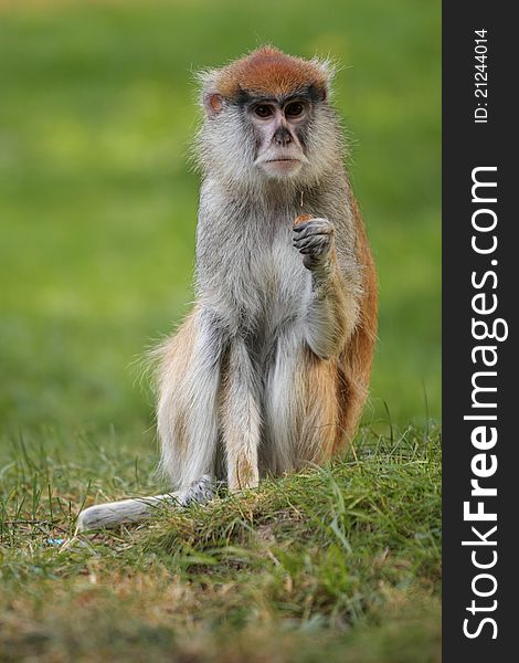 The wadi or patas monkey eating the grass. The wadi or patas monkey eating the grass.