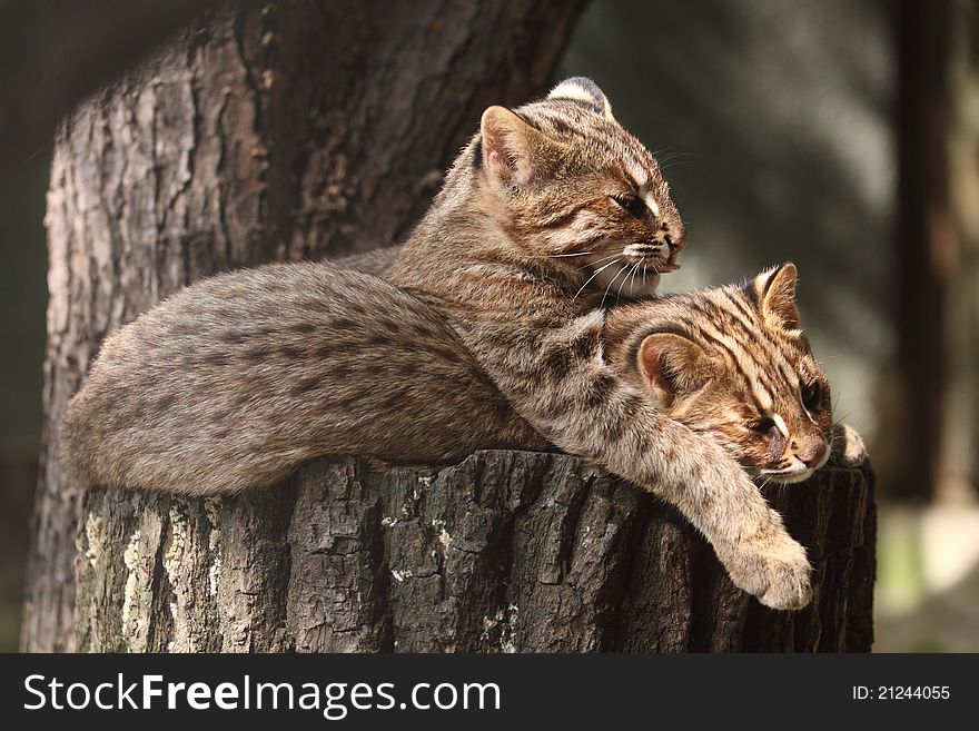 The couple of leopard cats.