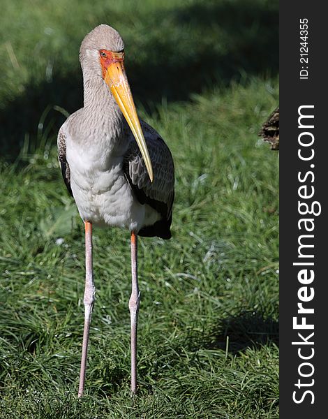 The juvenile of yellow-billed stork juvenile standing in the grass.