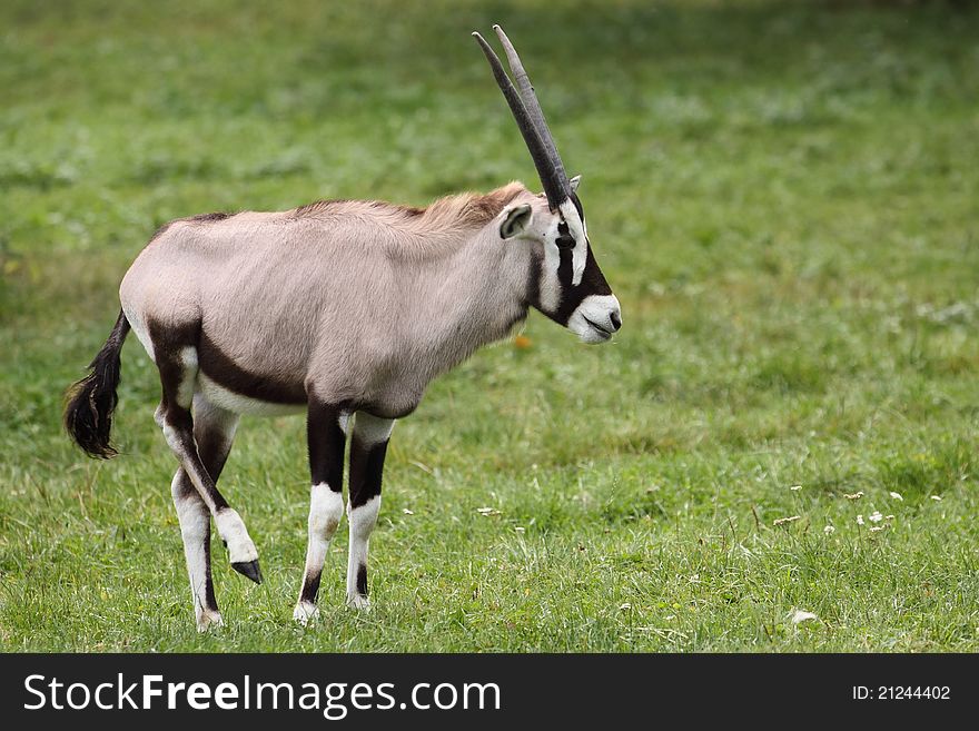 The gemsbock (Oryx gazella) in the grassland. The gemsbock (Oryx gazella) in the grassland.
