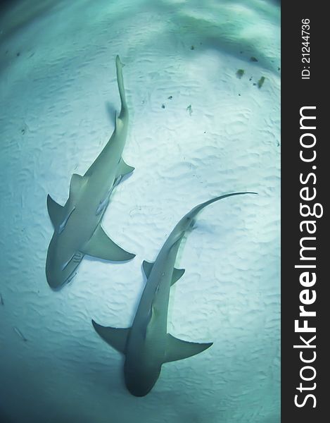 Two sharks swimming together along the sea bed, Bahamas. Two sharks swimming together along the sea bed, Bahamas