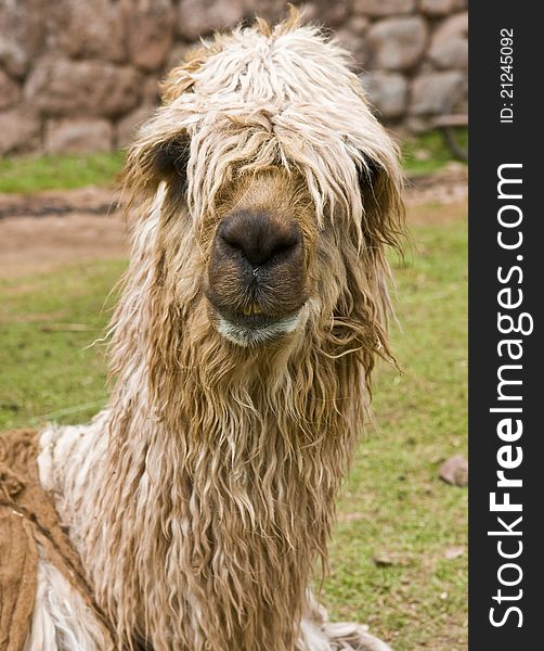 Close up of an alpaca's face