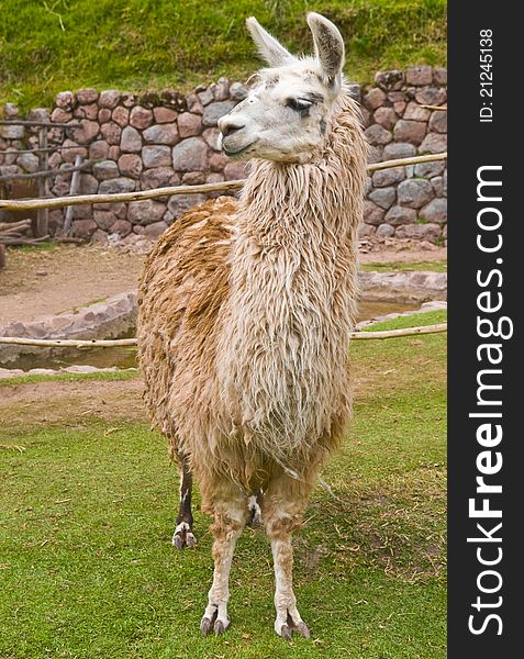 Close up of an alpaca