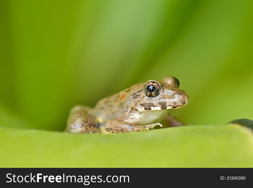 Portrait of resting asia frog