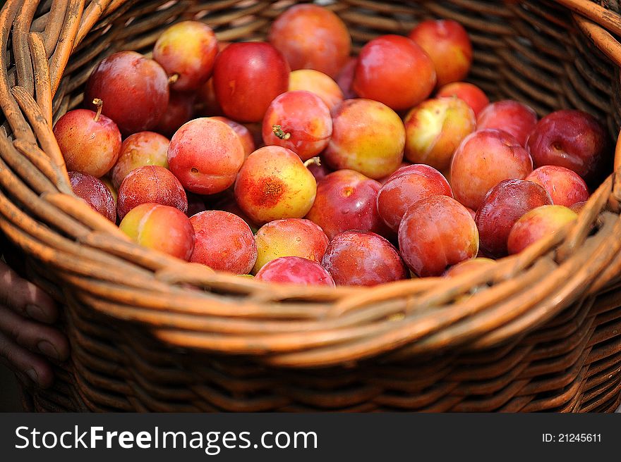 Red juicy plums in a basket
