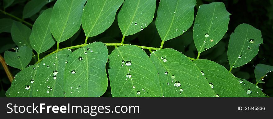 Set of drops of water on acacia leaves. Set of drops of water on acacia leaves