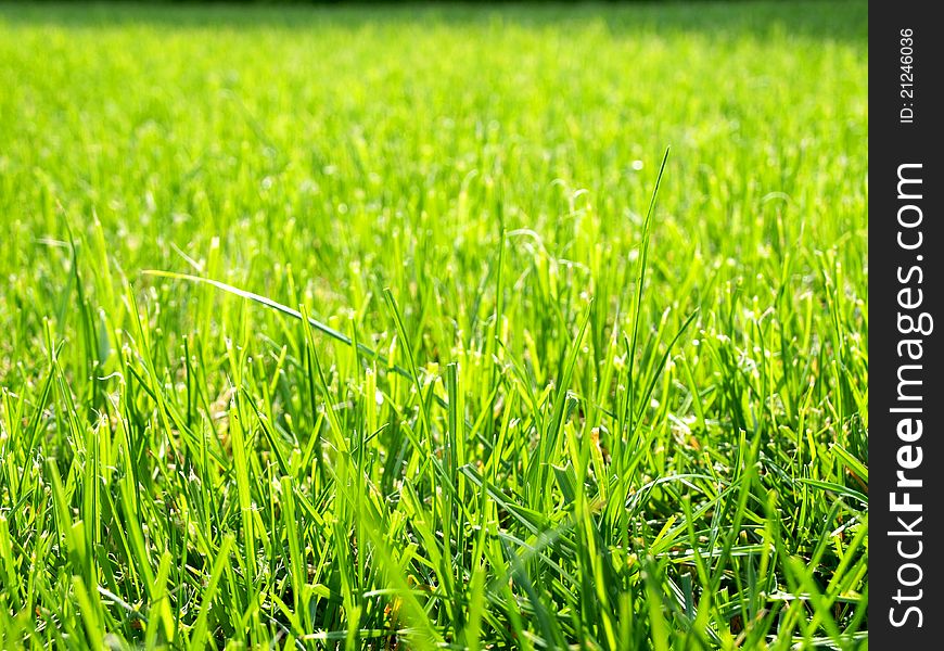 Background from a bright green grass. Background from a bright green grass