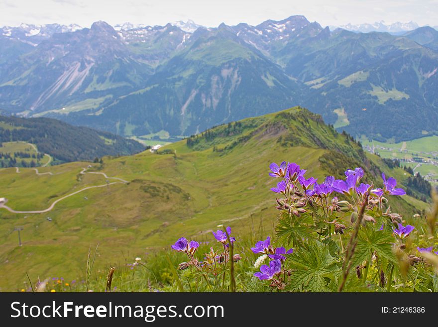 Small Violet Flowers From Alps,