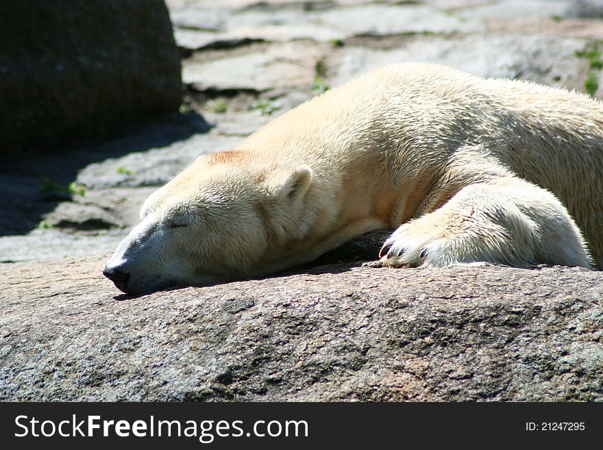 Polar bear in the zoo