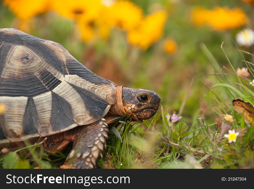 Close up of tortoise amongst the flowers, South Africa