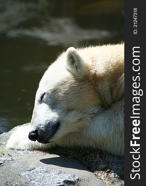 Polar bear is sleeping close up. Polar bear is sleeping close up