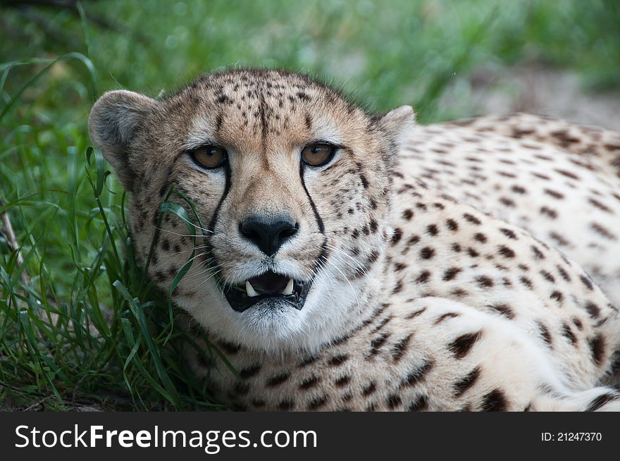 A close up of a cheetah protecting its ground, South Africa. A close up of a cheetah protecting its ground, South Africa