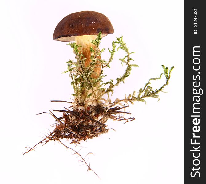 Mushroom on a white background