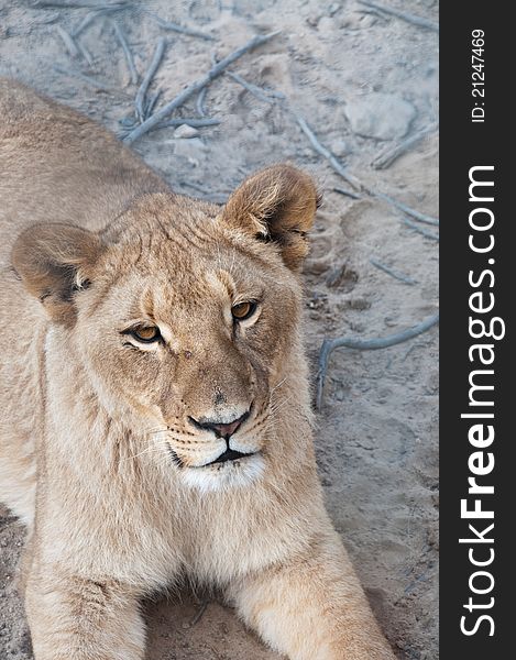 Lioness resting in a game reserve, South Africa. Lioness resting in a game reserve, South Africa