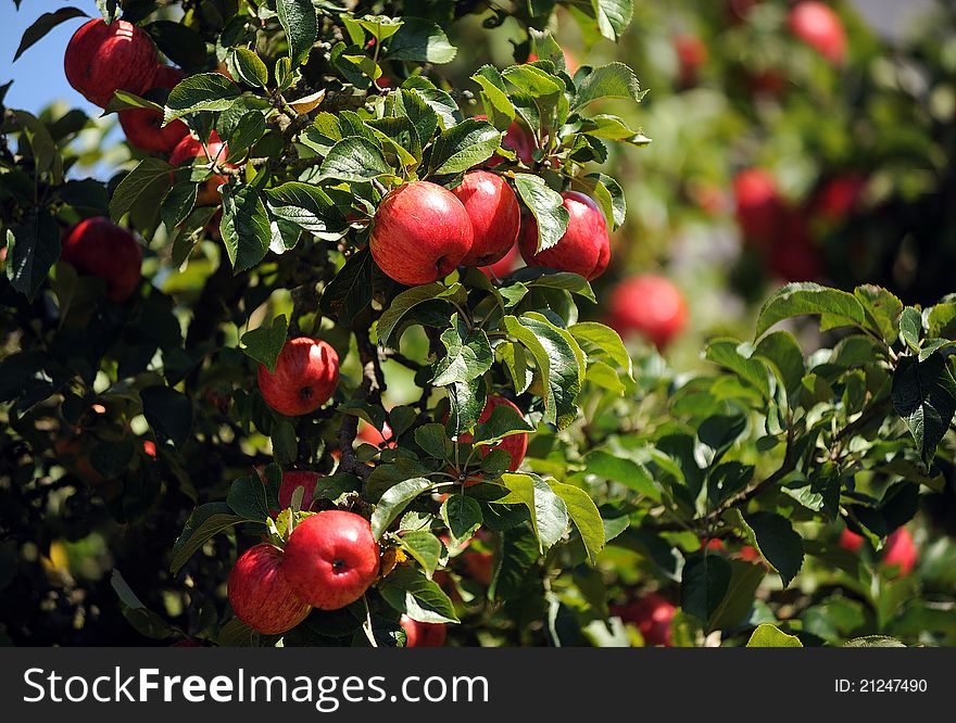 Fresh red apples in orchard