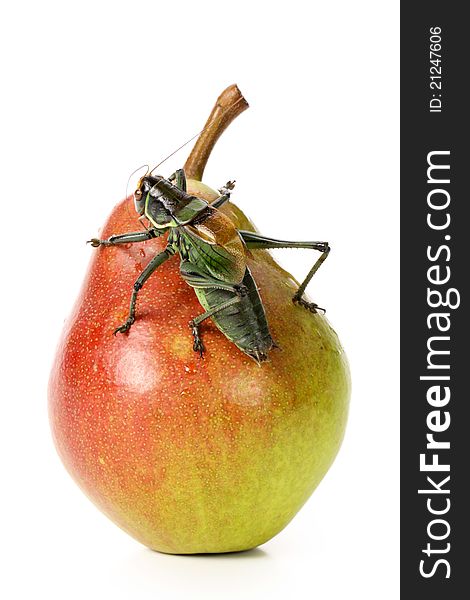 Grasshopper And Pear