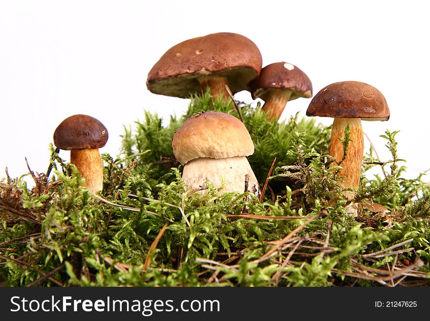 Mushrooms of different size on white background