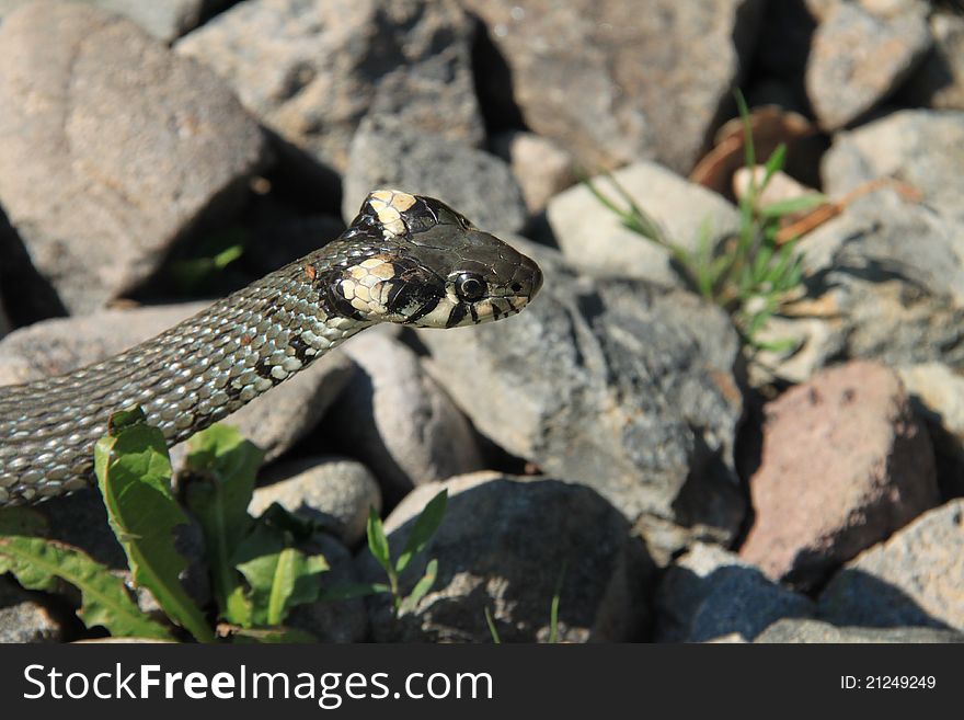 Snake macro between stones with some plants