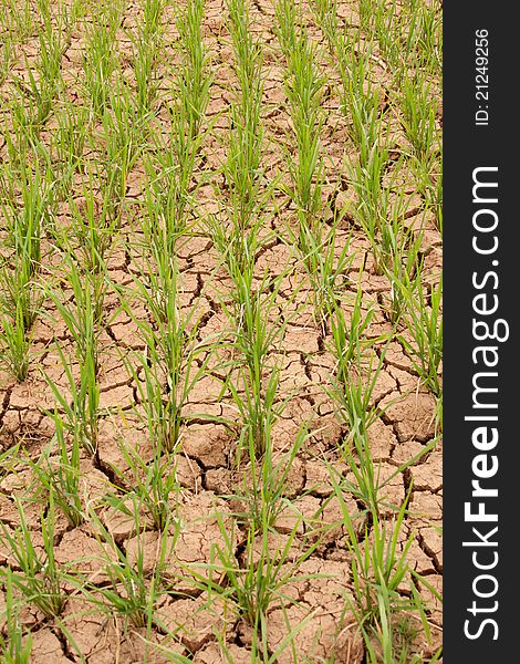 Rice Paddy Up Close From china, miyi