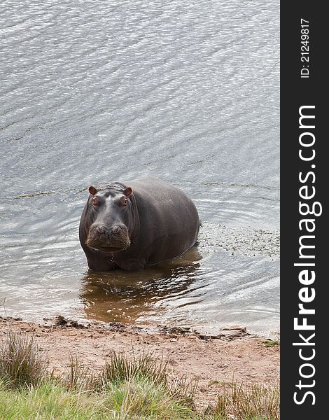 Hippopotamus bathing in a river in a game reserve, South Africa. Hippopotamus bathing in a river in a game reserve, South Africa