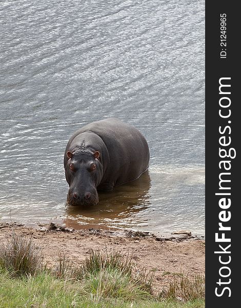 A hippopotamus standing in shallow water, South Africa. A hippopotamus standing in shallow water, South Africa