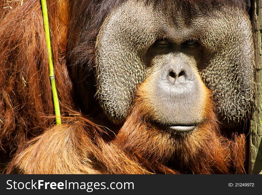 Orangutang Face