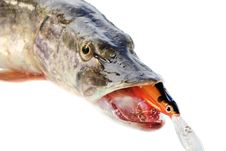 Jaws Of A Pike With Wobbler Royalty Free Stock Photo Jaws Of A Pike With Wobbler Royalty Free Stock Photo