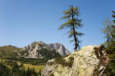 Snaggy Conifer Stock Photos Snaggy Conifer Stock Photos