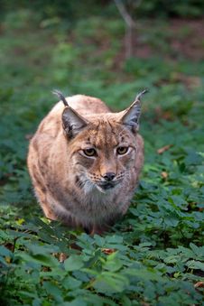 Carpathian Lynx Stock Image