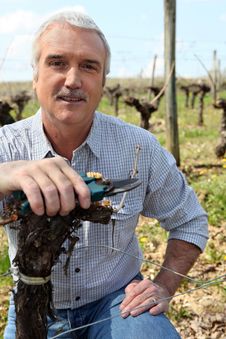 Man In Vineyards With Shears Royalty Free Stock Image
