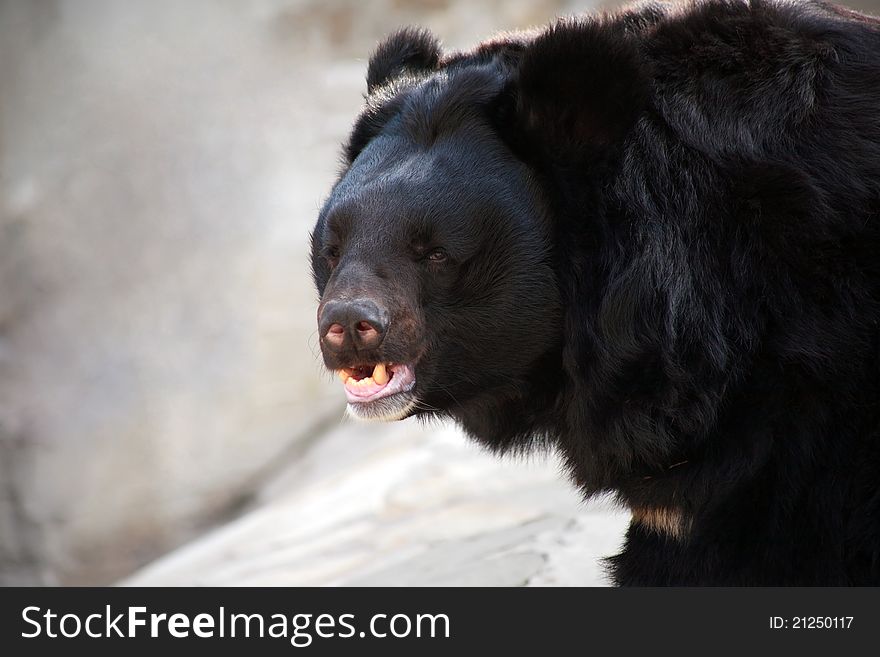 Closeup of angry asiatic bear on gray background. Closeup of angry asiatic bear on gray background