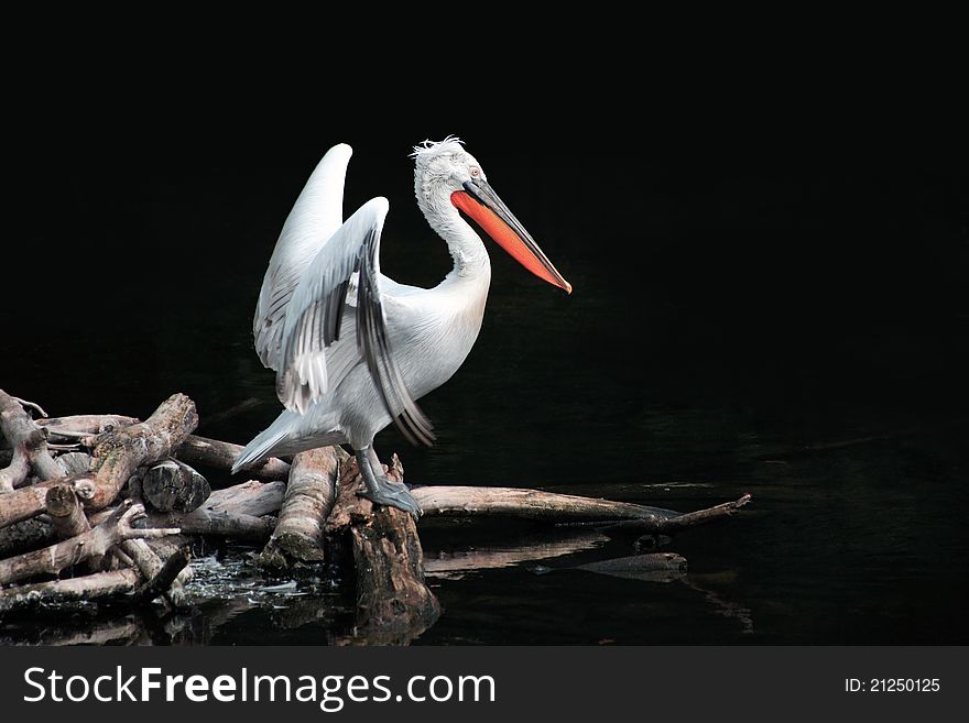 Pelican standing on wooden log near water on black background with free space for text. Pelican standing on wooden log near water on black background with free space for text
