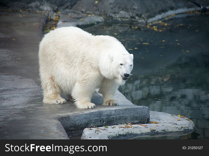 Nice big polar bear in the zoo on background with rocks and water