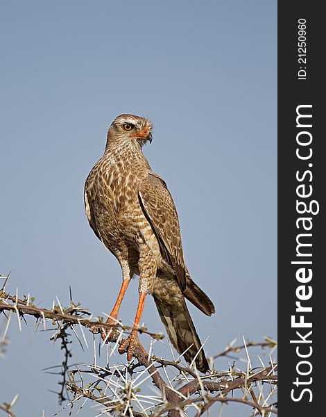 Close-up of Juvenile Southern Pale Chanting Goshawk perched on thorn twig; Melierax canorus