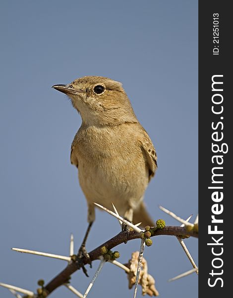 Chat Flycatcher Perched On Thorn Twig