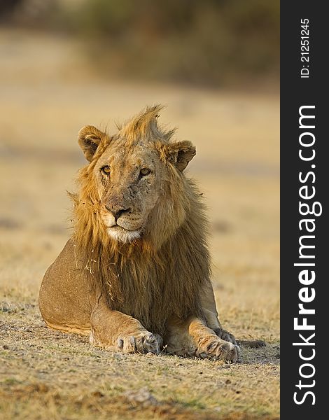 Male lion laying in open field; Panthera leo; Etosha