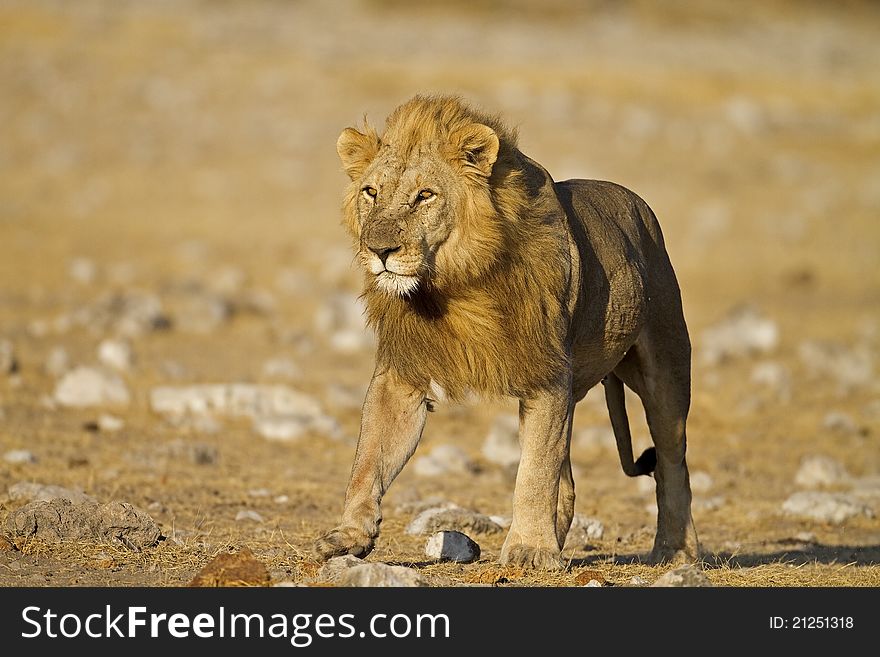 Close-up of Male lion walking on open field; Panthera leo; Etosha