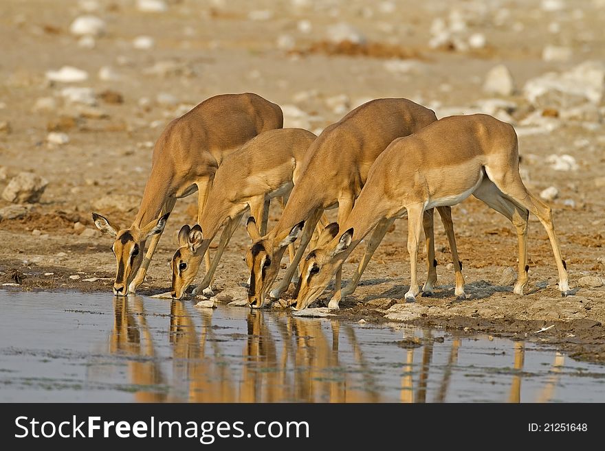 Black-faced impalas; Aepyceros melampus petersi
