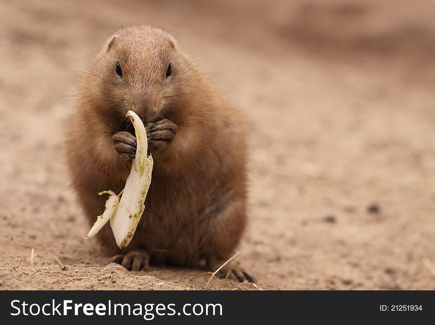 The black-tailed prairie dog eating some food.