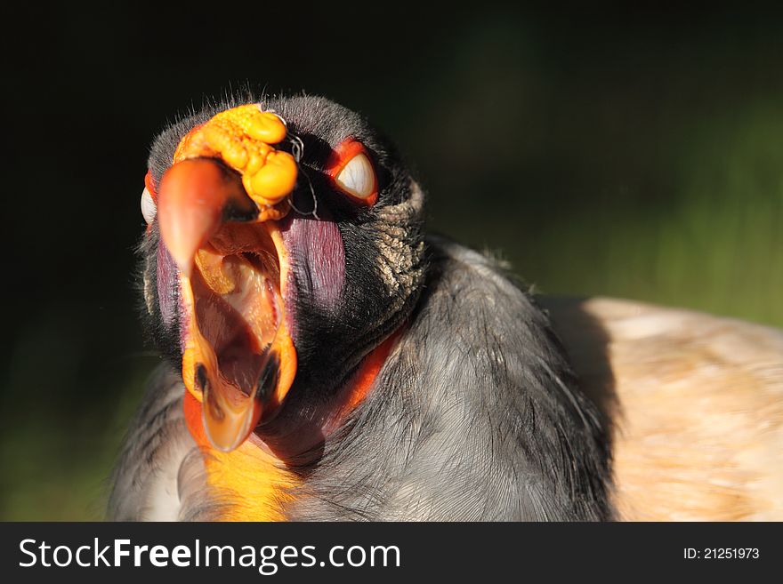 The detail of king vulture head. The detail of king vulture head.