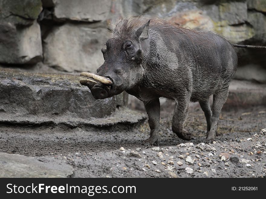 The warthog in the clay.