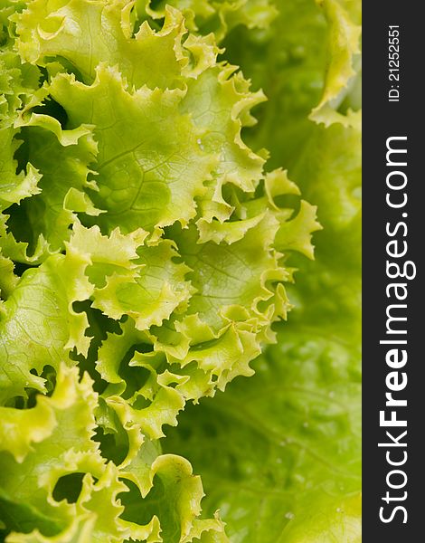 Close up view of some fresh green lettuce  on a white background. Close up view of some fresh green lettuce  on a white background.