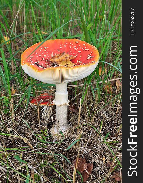 Deadly poisonous mushroom - red mushroom