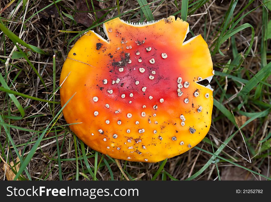 Deadly poisonous mushroom. Orange-red color. Close-up. Deadly poisonous mushroom. Orange-red color. Close-up.