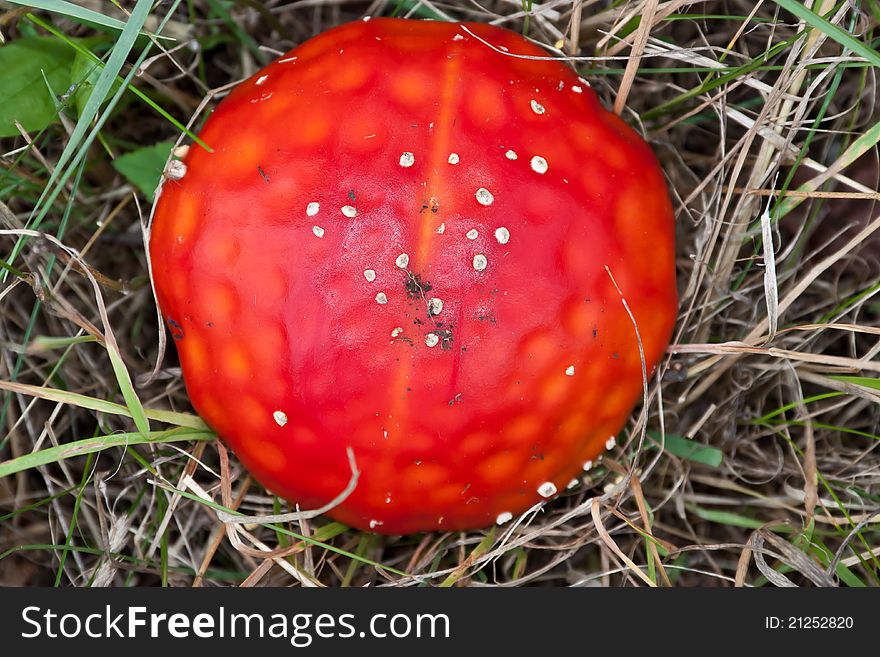Bright red hat red mushroom. Deadly poisonous mushroom. Bright red hat red mushroom. Deadly poisonous mushroom.