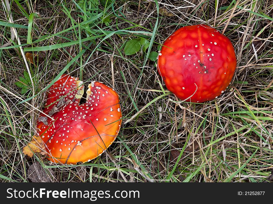 Amanita muscaria - deadly poisonous mushroom. There are different colors - red and orange-red. Amanita muscaria - deadly poisonous mushroom. There are different colors - red and orange-red.