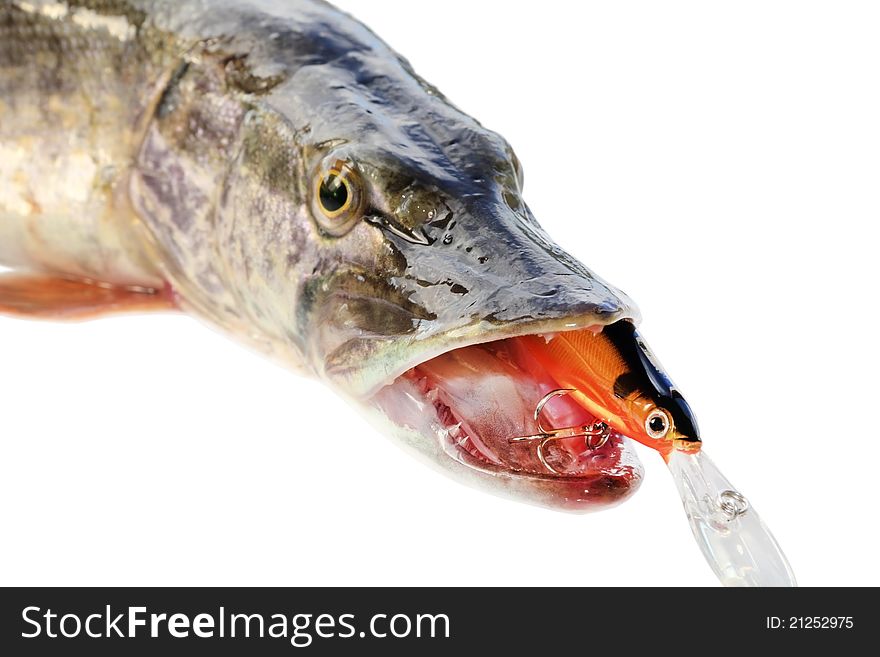 Jaws of a pike on a white background with wobbler, isolated. Jaws of a pike on a white background with wobbler, isolated
